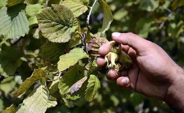 پیش‌بینی برداشت ۱۲۶ تن فندق از باغات شهرستان تالش